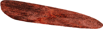 Red long Pebble